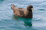 White-chinned Petrel