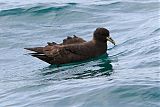 White-chinned Petrel