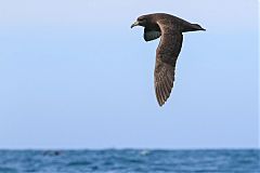 White-chinned Petrel