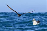 White-chinned Petrelborder=