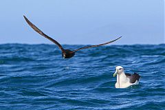 White-chinned Petrel