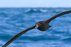 White-chinned Petrel