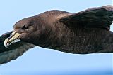 White-chinned Petrelborder=