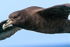 White-chinned Petrel