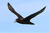 White-chinned Petrel