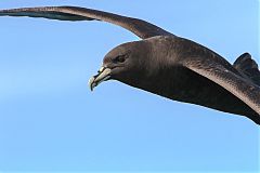 White-chinned Petrel