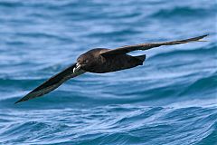 White-chinned Petrel