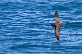 White-chinned Petrelborder=