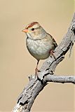 White-crowned Sparrow