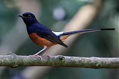 White-rumped Shama