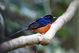 White-rumped Shama