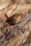 Winter Wren