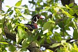 Wood Duck