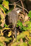 Yellow-billed Cuckoo