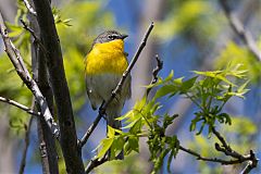 Yellow-breasted Chat