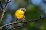 Yellow-breasted Chatborder=