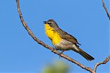 Yellow-breasted Chatborder=