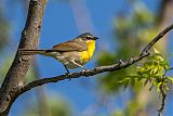 Yellow-breasted Chatborder=