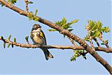 Yellow-rumped Warblerborder=