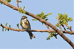 Yellow-rumped Warbler