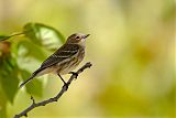 Yellow-rumped Warbler