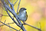 Yellow-rumped Warbler