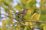 Yellow-rumped Warblerborder=