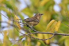 Yellow-rumped Warbler