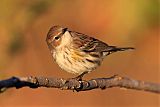 Yellow-rumped Warblerborder=