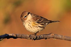 Yellow-rumped Warbler