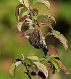 Yellow-rumped Warblerborder=