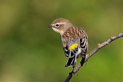 Yellow-rumped Warbler