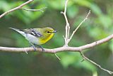 Yellow-throated Vireoborder=