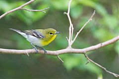 Yellow-throated Vireo