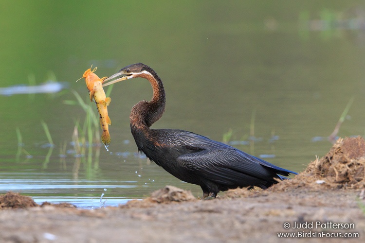 Birds In Focus African Darter