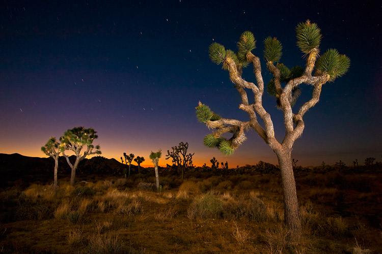Joshua Tree Twilight, Joshua Tree National Park, California, United States