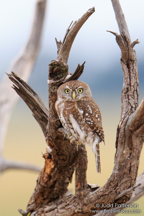 Birds In Focus Pearl Spotted Owlet