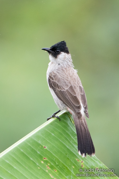 Birds In Focus Sooty Headed Bulbul