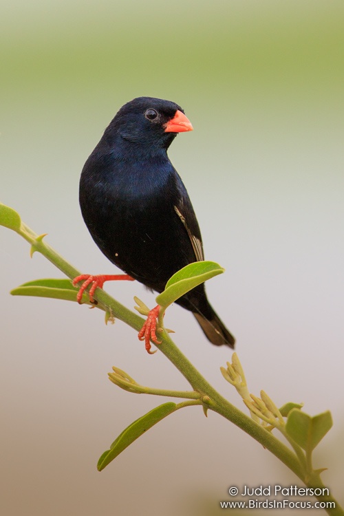 Birds In Focus Village Indigobird