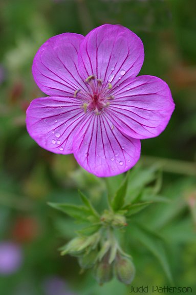 Sticky Geranium, Uinta-Wasatch-Cache National Forest, Utah, United States