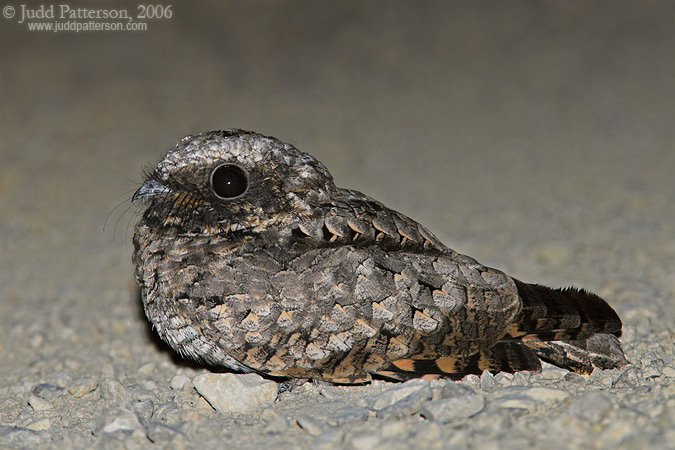 Image result for common poorwill