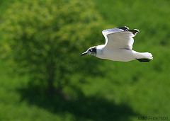 Franklin's Gull