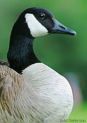 Canada Goose