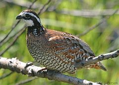 Northern Bobwhite