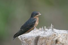 Barn Swallow