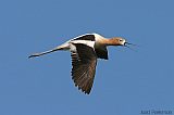 American Avocetborder=