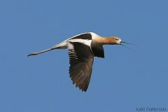 American Avocet