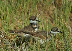 Killdeer