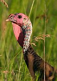 Wild Turkey