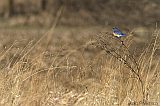 Eastern Bluebird